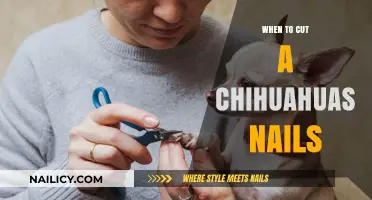 Trimming Chihuahua Nails: How Often and When to Cut