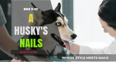 How Often Should You Trim Your Husky's Nails?