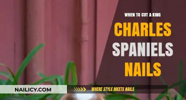 Trimming Nails: King Charles Spaniels' Manicure Guide
