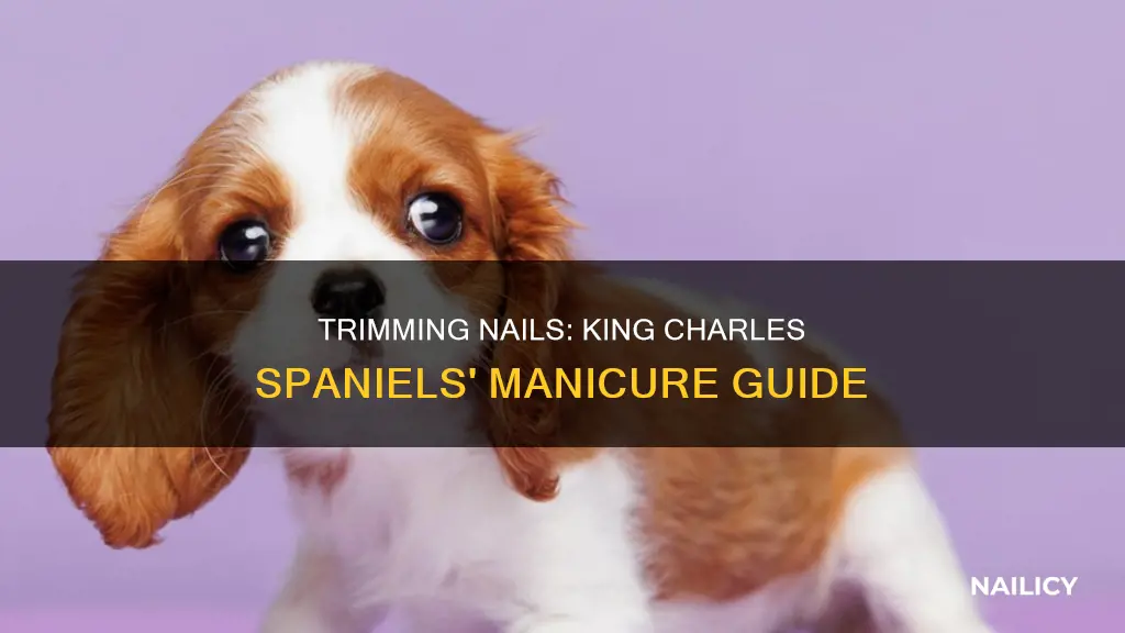 when to cut a king charles spaniels nails