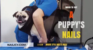 How Often to Trim Your Puppy's Nails?