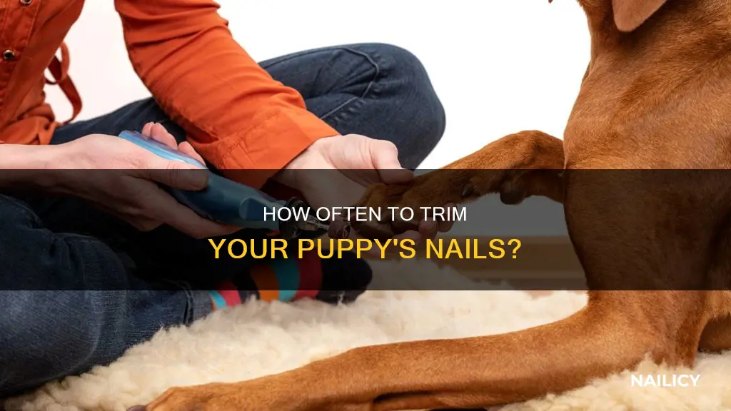 when to cut a puppy
