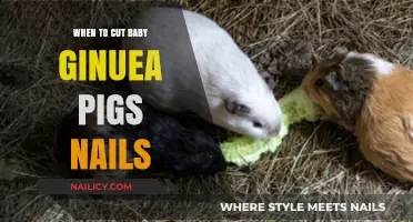 Trimming Guinea Pig Nails: The Right Time