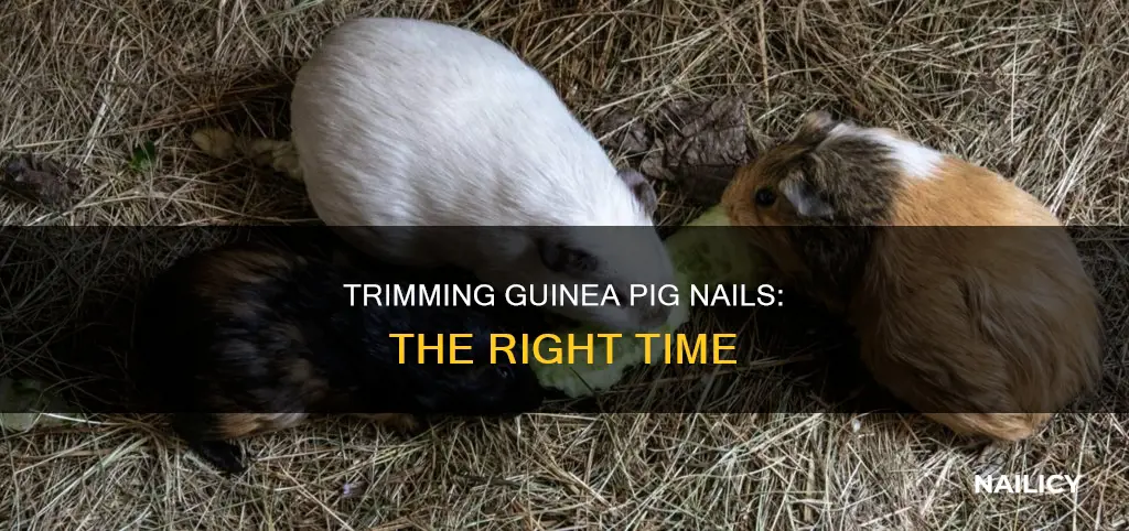 when to cut baby ginuea pigs nails