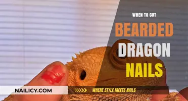 Trimming Bearded Dragon Nails: When and How Often?