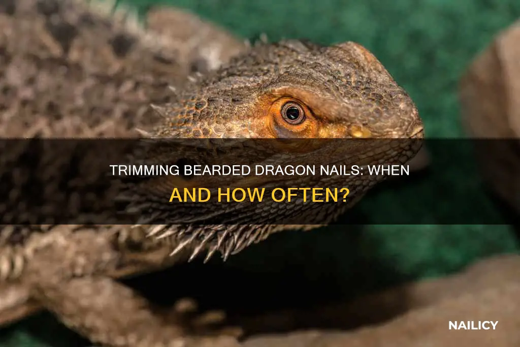 when to cut bearded dragon nails
