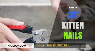Trimming Kitten Nails: The Right Time and How-to Guide