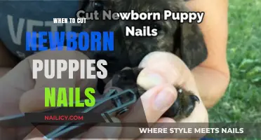 How Often to Cut Your Newborn Puppy's Nails?