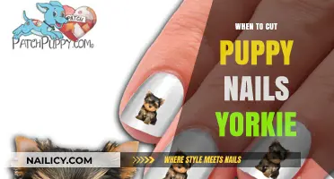 Yorkie Puppy Nail Care: When to Trim?