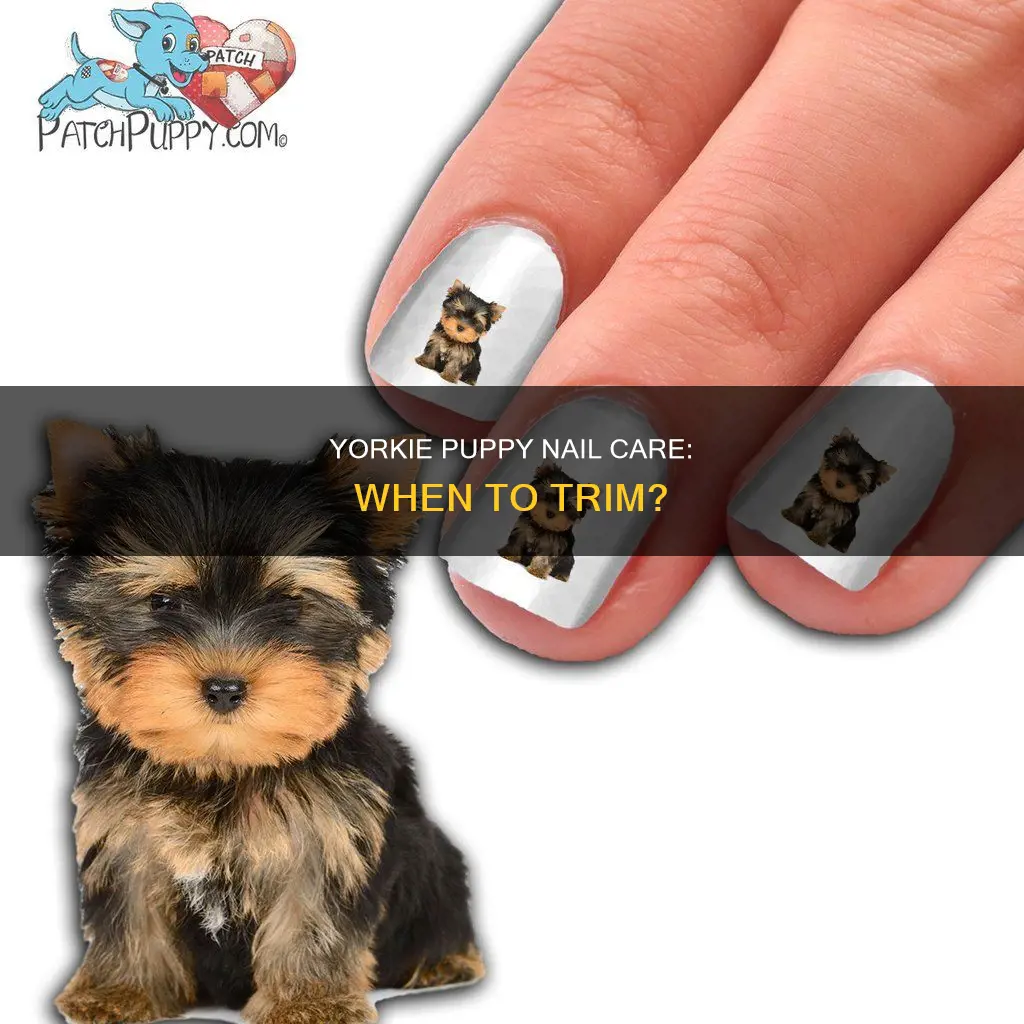 when to cut puppy nails yorkie