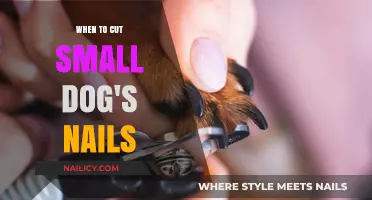 Trimming Small Dog's Nails: How Often?