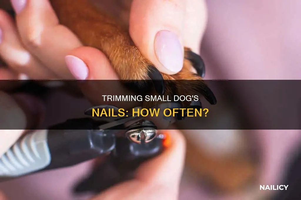 when to cut small dog