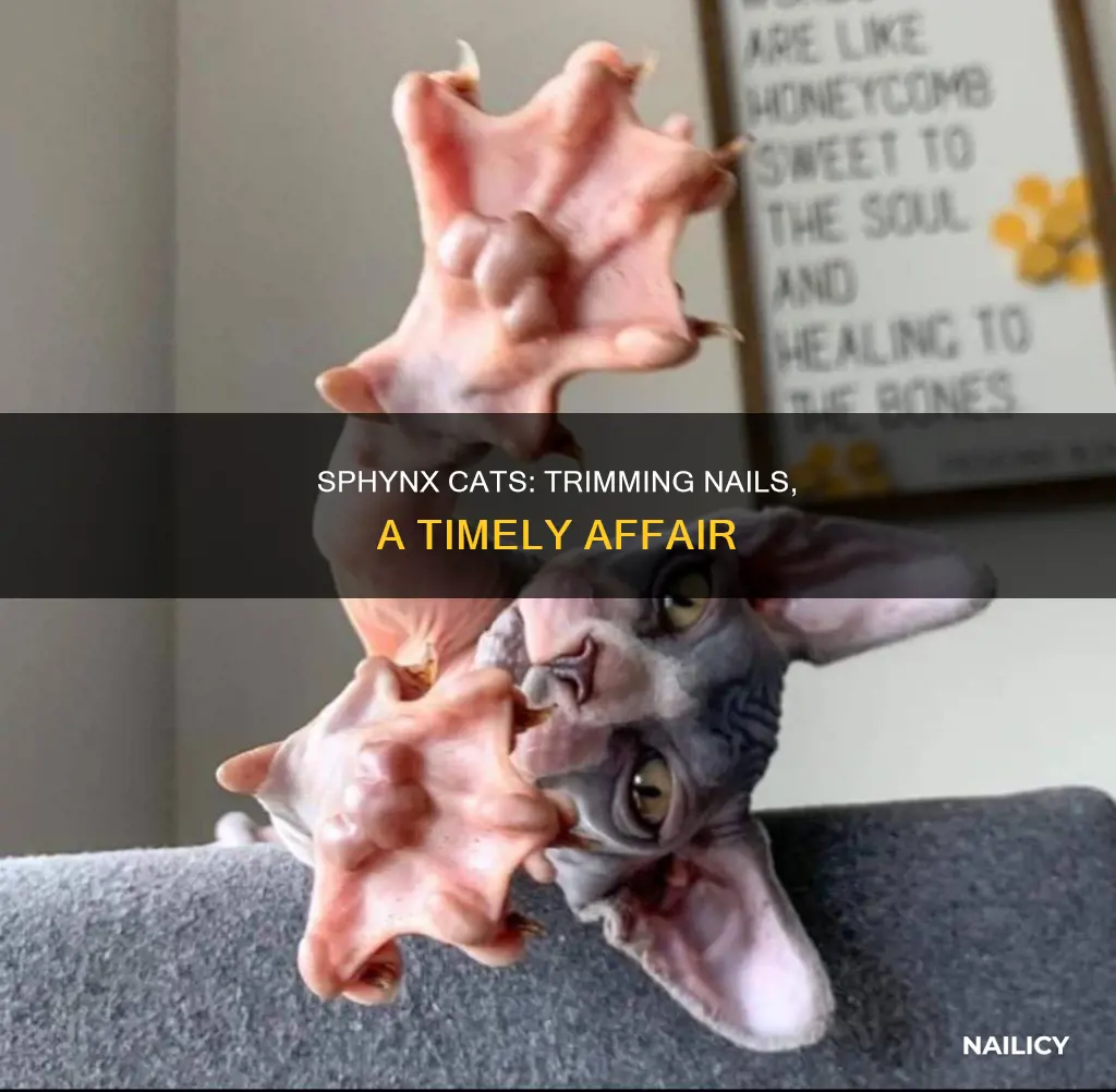 when to cut sphynx nails