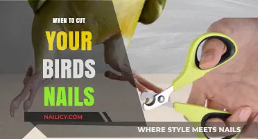 Trimming Your Bird's Nails: When and How to Do It