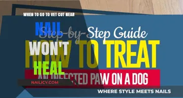 How to Know When to Visit the Vet