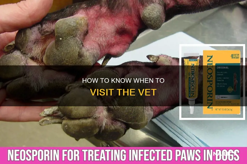 when to go to vet cut near nail won