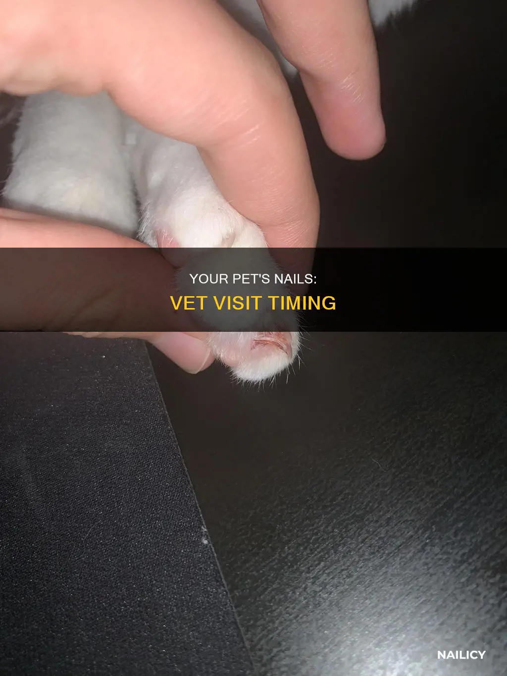 when to go to vet cut near nail