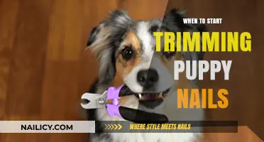Trimming Puppy Nails: When to Start and What to Know