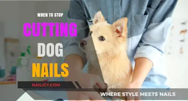 Trimming Dog Nails: When to Stop Clipping?