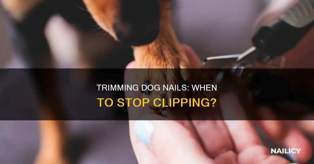 when to stop cutting dog nails