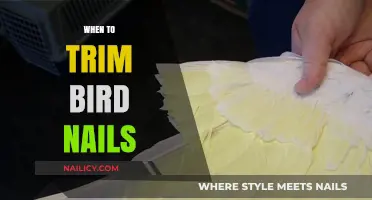 Trimming Bird Nails: When to Cut and Clip