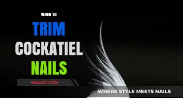 Trimming Cockatiel Nails: How Often and When to Cut?