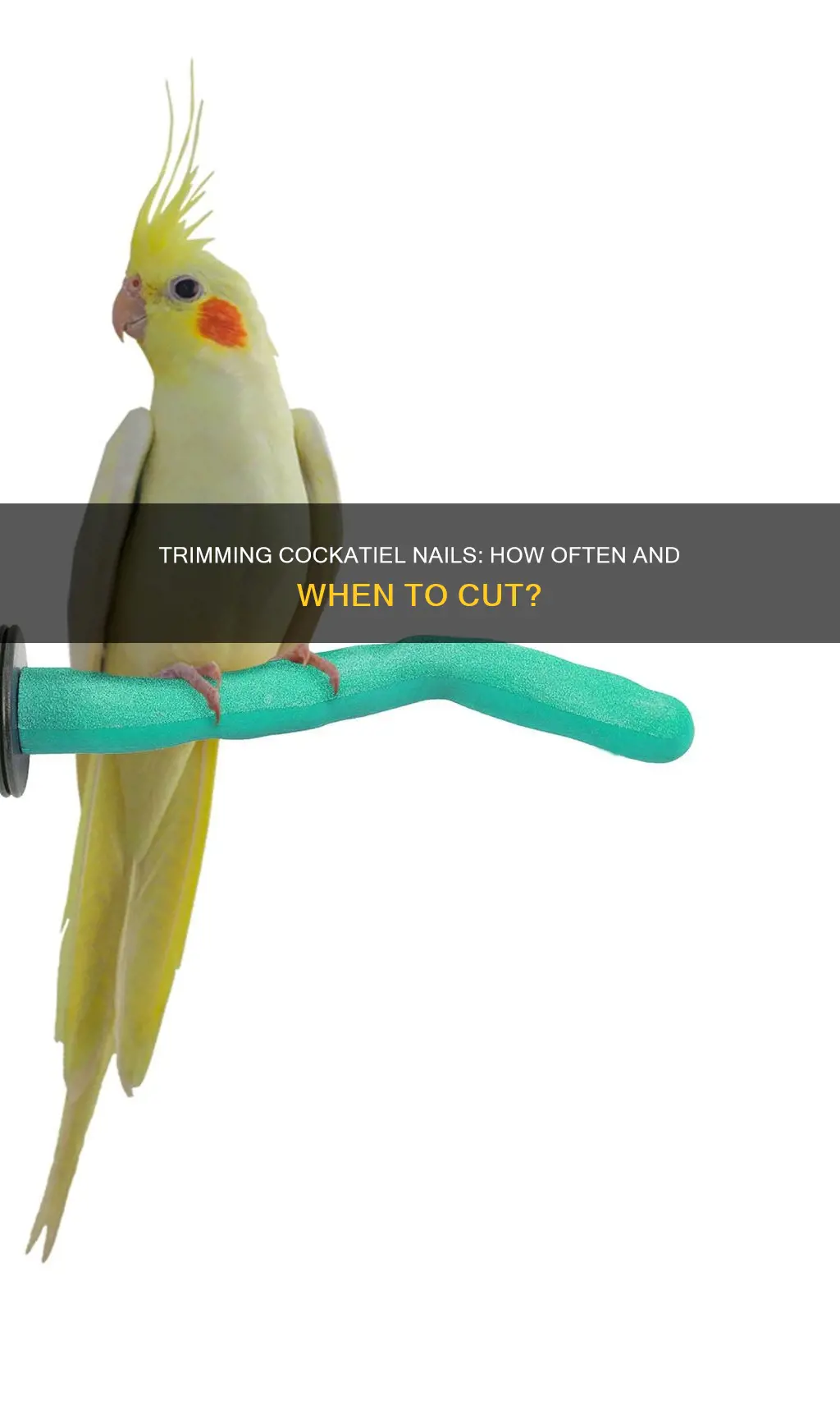 when to trim cockatiel nails