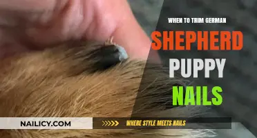 German Shepherd Puppy Nail Trimming: How Often and When?