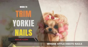 Yorkie Nails: How Often to Trim and Maintain Their Health