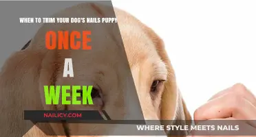 How Often Should You Trim Your Puppy's Nails?
