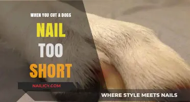 How to Treat Your Dog's Over-Clipped Nails