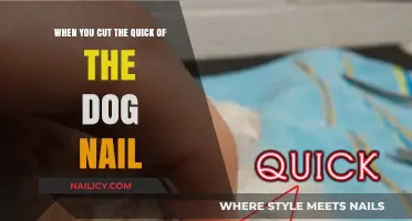 How to Avoid Cutting Your Dog's Nail Quick