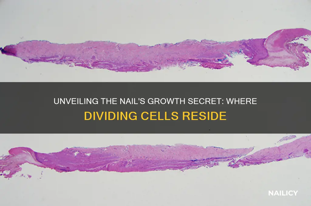 where are dividing cells of a nail located