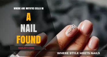 Mitotic Cells in Nails: Location and Growth Explained