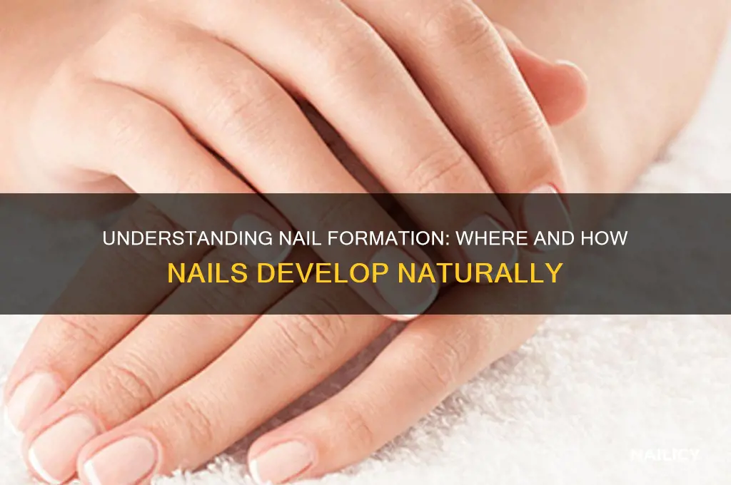 where are nails formed