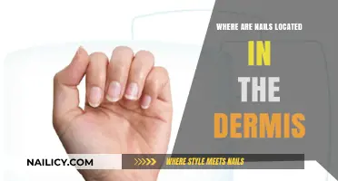 Understanding Nail Anatomy: Their Position Within the Dermis Explained