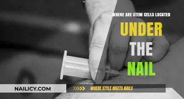 Stem Cells Under the Nail: Unveiling Their Hidden Location
