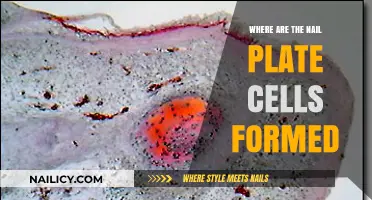 Understanding Nail Plate Cell Formation: Origins and Growth Explained