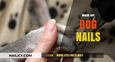 How to Cut Your Dog's Nails at Home