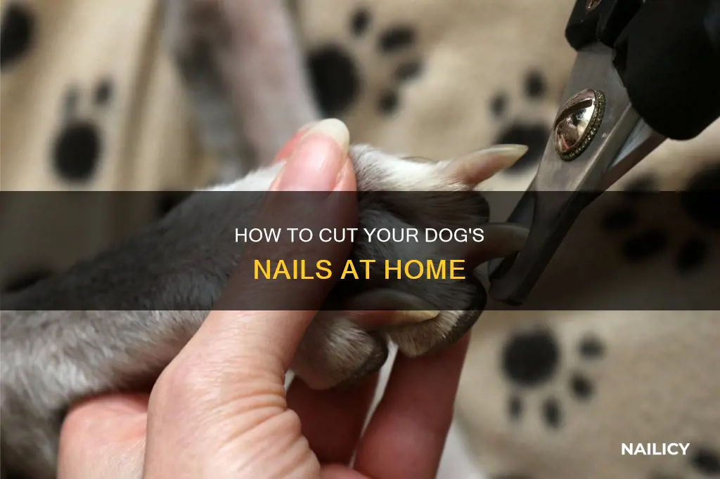 How To Cut Your Dog's Nails At Home | Nailicy - Cutting Dog Nails For Beginner Owners