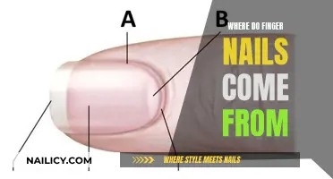 The Origin of Finger Nails: An Evolutionary Tale