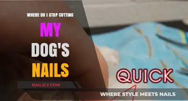 The Perfect Nail Length for Your Dog