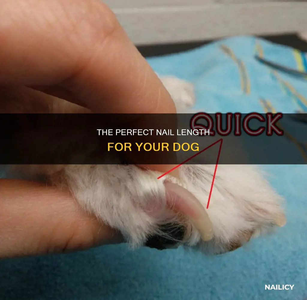 where do i stop cutting my dog