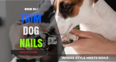 Trimming Dog Nails: The Right Place to Cut