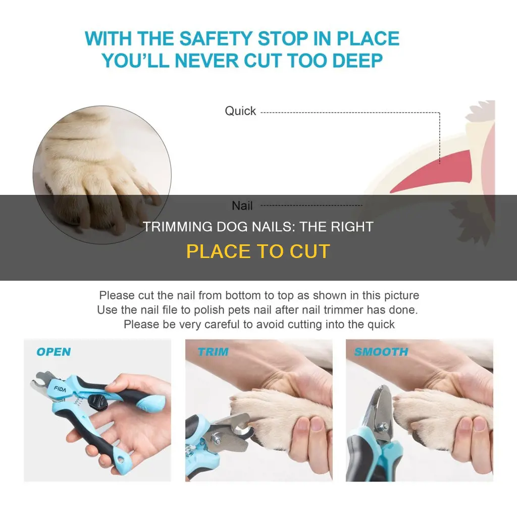 Trimming Dog Nails: The Right Place To Cut | Nailicy - Cutting Dog Nails For Beginner Owners