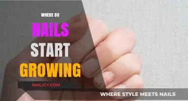 Nail Growth: Where Does It Begin?