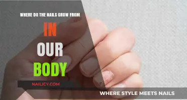 Nail Growth: Where Does It Originate?