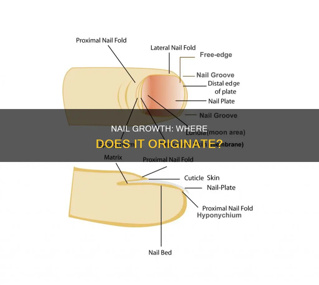where do the nails grow from in our body