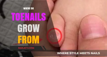 Toenail Growth: Where Do They Originate?