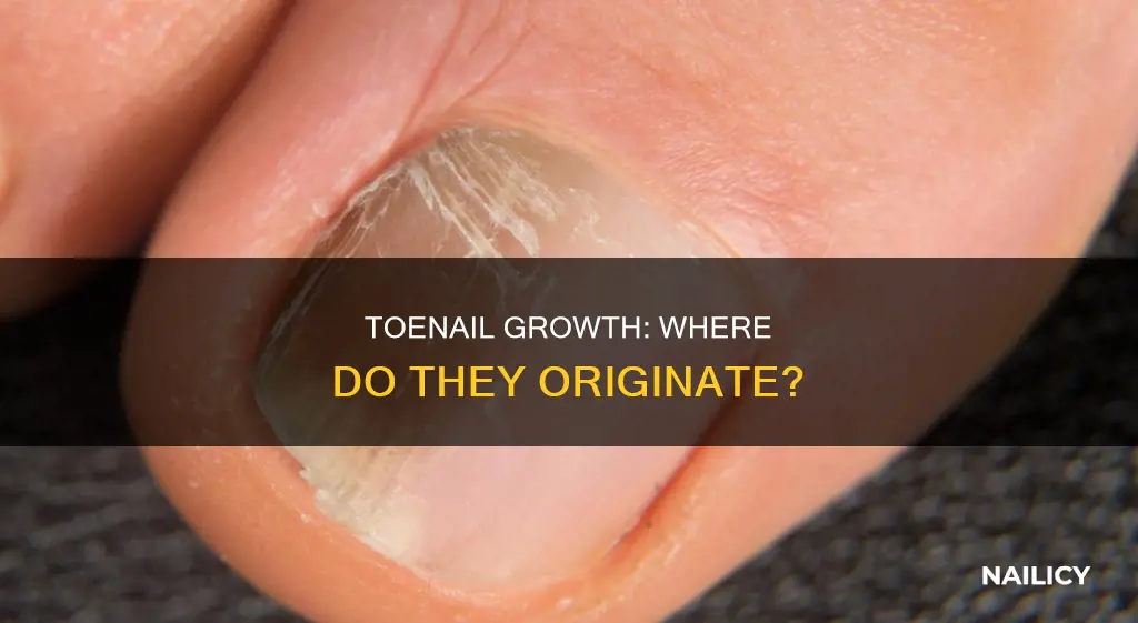 where do toenails grow from